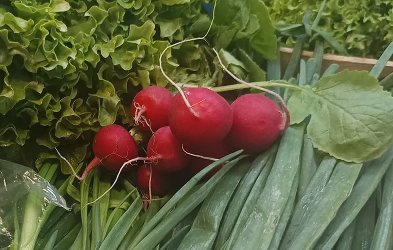 Репички — Galmart, Горна Оряховица